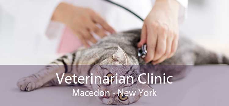Veterinarian Clinic Macedon - New York