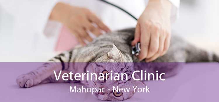 Veterinarian Clinic Mahopac - New York