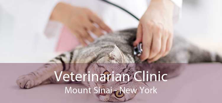 Veterinarian Clinic Mount Sinai - New York