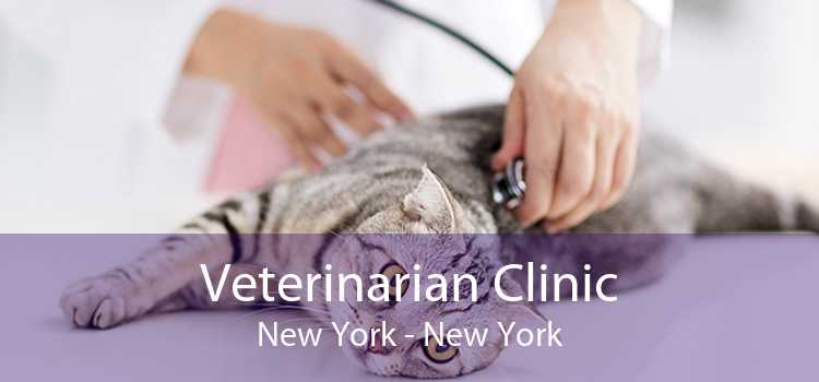 Veterinarian Clinic New York - New York