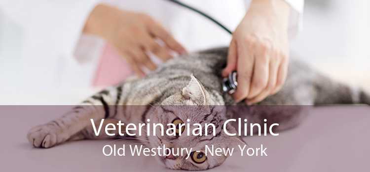 Veterinarian Clinic Old Westbury - New York