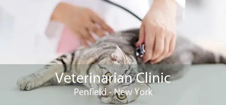 Veterinarian Clinic Penfield - New York