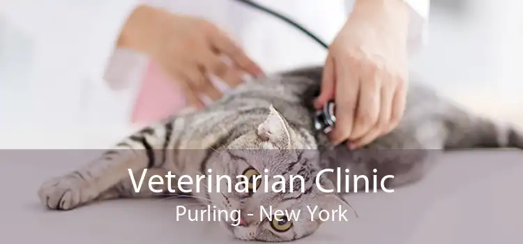 Veterinarian Clinic Purling - New York