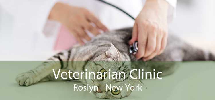 Veterinarian Clinic Roslyn - New York