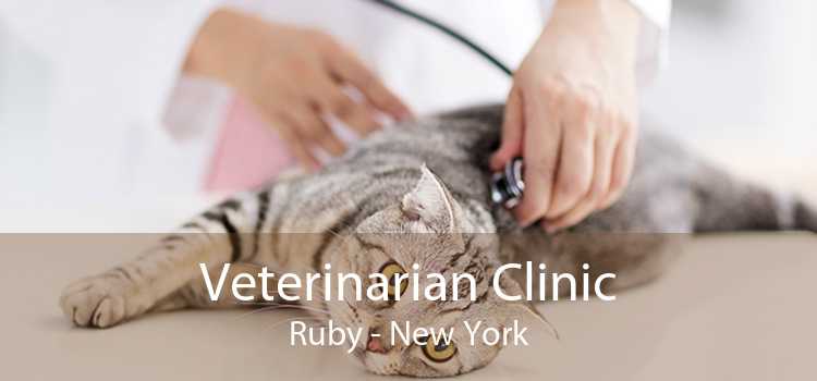 Veterinarian Clinic Ruby - New York