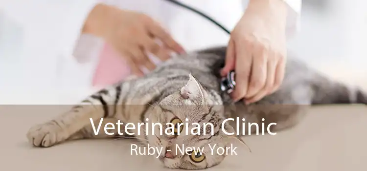 Veterinarian Clinic Ruby - New York