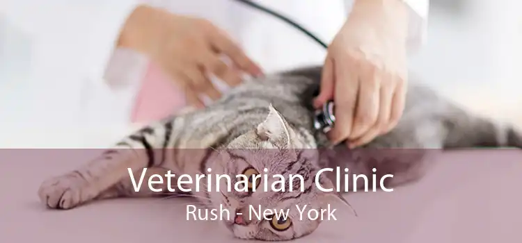 Veterinarian Clinic Rush - New York