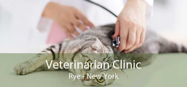 Veterinarian Clinic Rye - New York