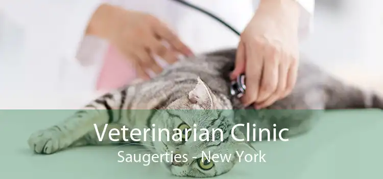 Veterinarian Clinic Saugerties - New York