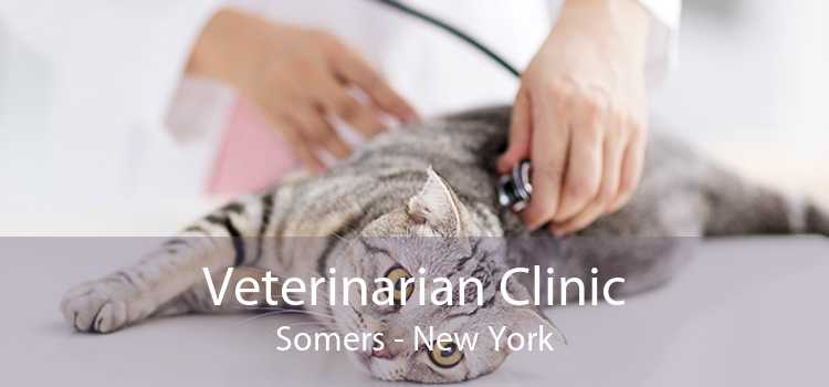 Veterinarian Clinic Somers - New York