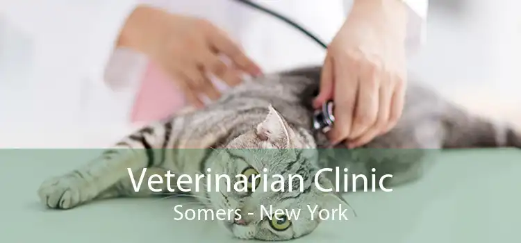 Veterinarian Clinic Somers - New York