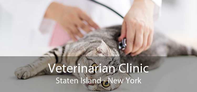 Veterinarian Clinic Staten Island - New York
