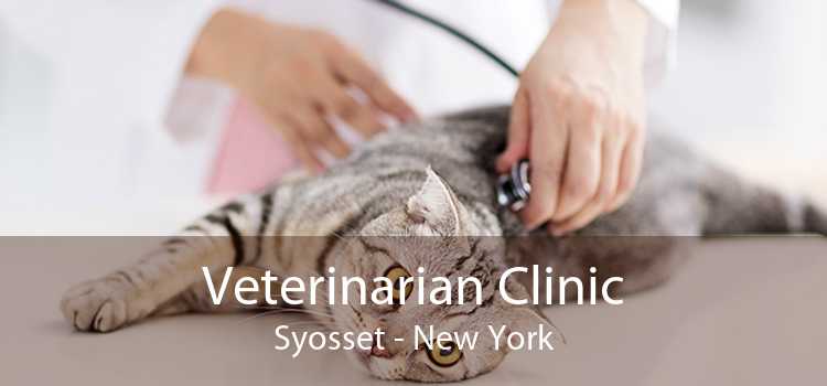 Veterinarian Clinic Syosset - New York