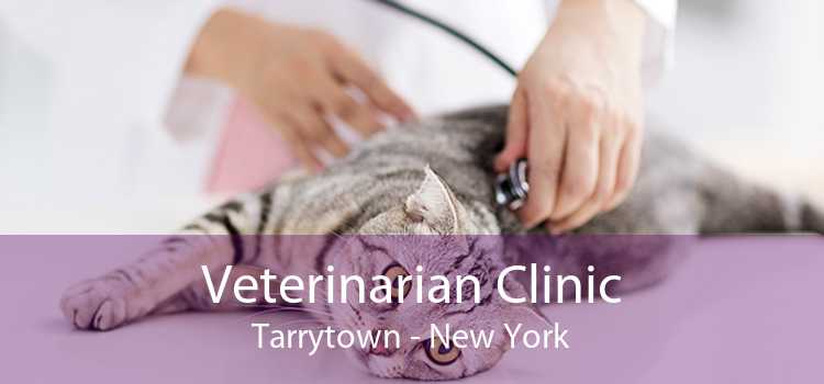 Veterinarian Clinic Tarrytown - New York