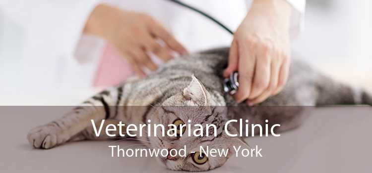 Veterinarian Clinic Thornwood - New York
