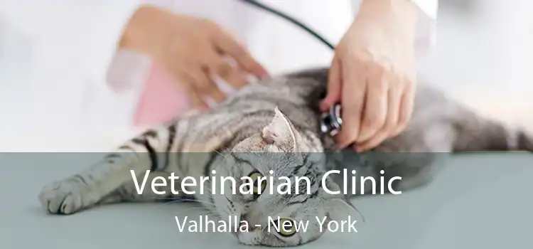 Veterinarian Clinic Valhalla - New York