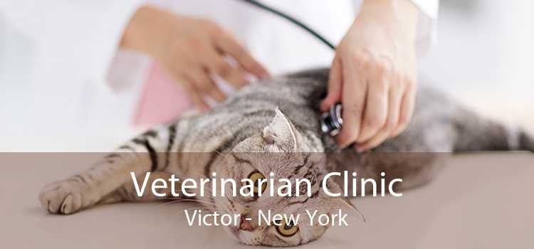 Veterinarian Clinic Victor - New York