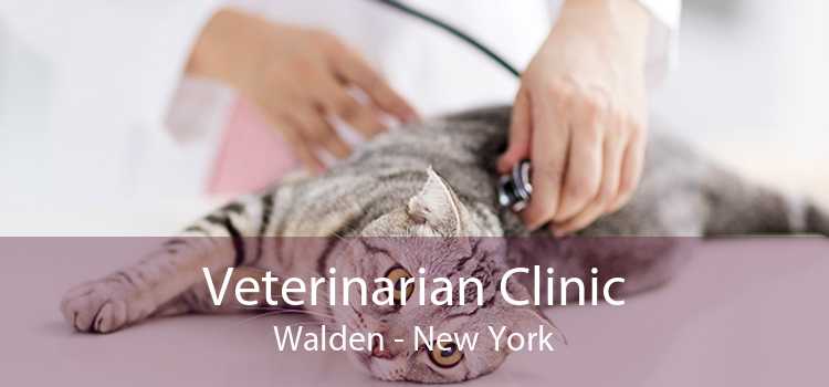 Veterinarian Clinic Walden - New York