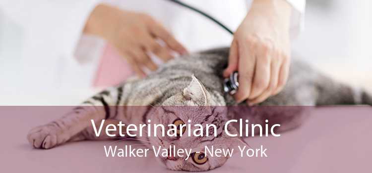 Veterinarian Clinic Walker Valley - New York