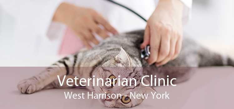 Veterinarian Clinic West Harrison - New York