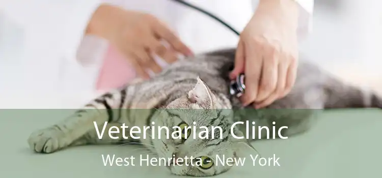 Veterinarian Clinic West Henrietta - New York