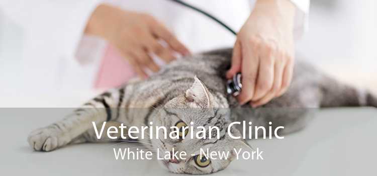 Veterinarian Clinic White Lake - New York