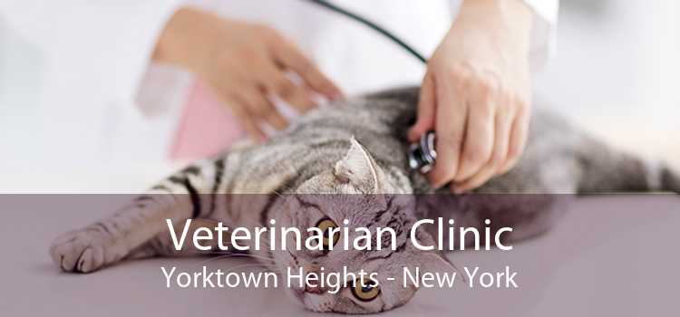 Veterinarian Clinic Yorktown Heights - New York