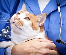 animal hospital in Hempstead