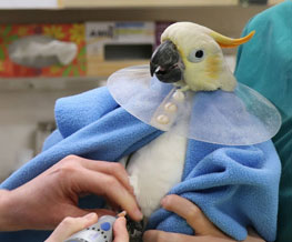 Bird Vet in Mongaup Valley