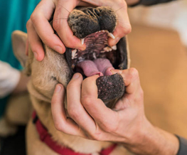 dog dentist in Hempstead