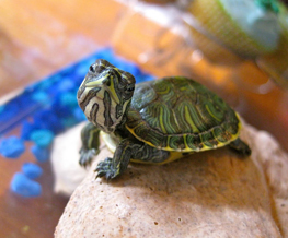 reptile vet in Hempstead