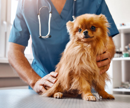 spaying and neutering in Hempstead