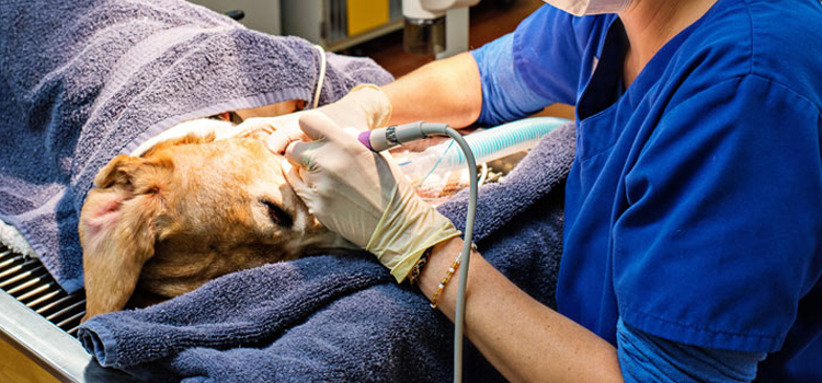 Cincinatti animal hospital veterinary surgery