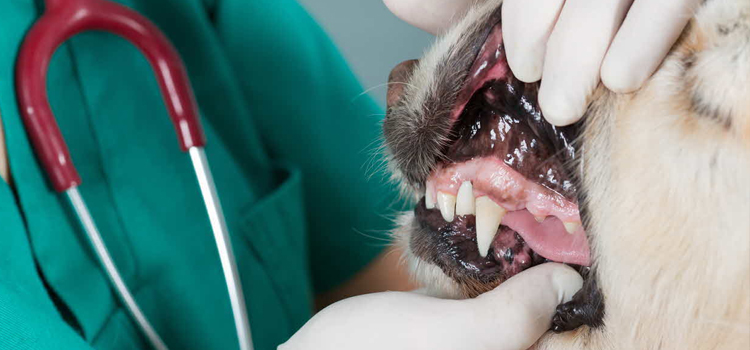 Anesthetic Dentistry in procedure in Corona