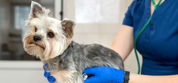 pet emergency procedure in Leicester