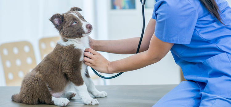 24/7 Vet Emergency Vet procedure in Babylon